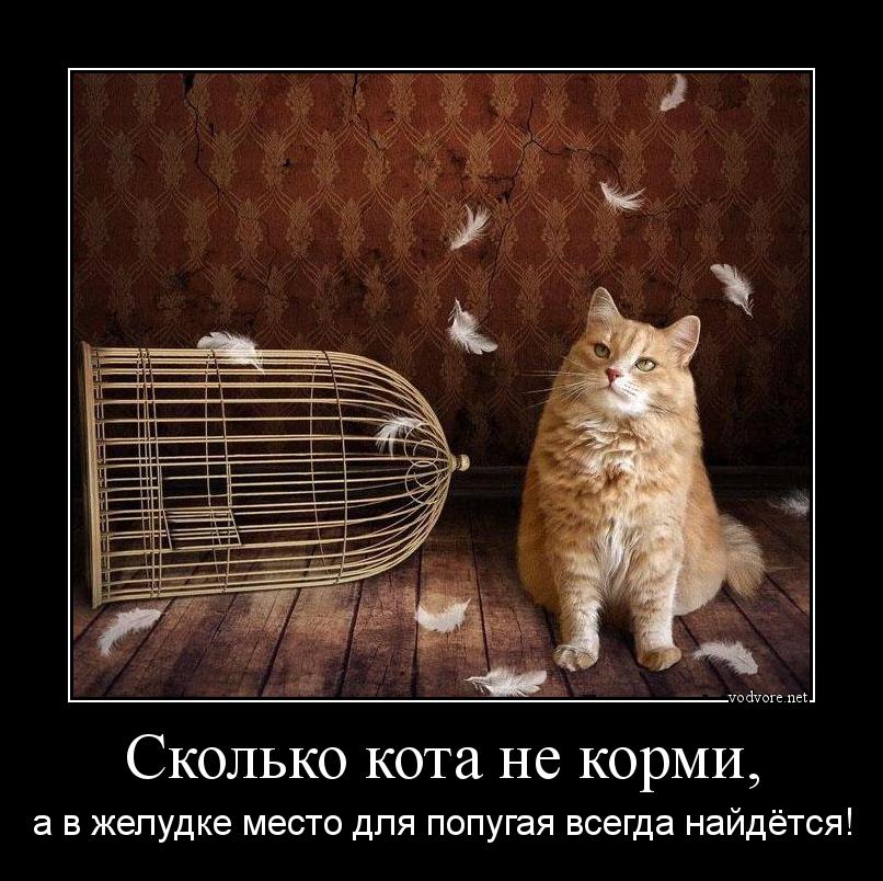 Демотиватор: Сколько кота не корми, а в желудке место для попугая всегда найдётся!