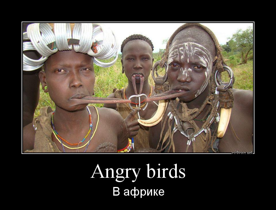 Демотиватор: Angry birds В африке
