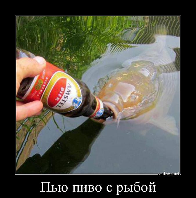 Демотиватор: Пью пиво с рыбой 