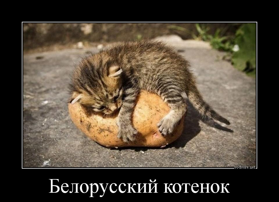 Демотиватор: Белорусский котенок 