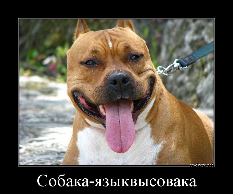 Демотиватор: Собака-языквысовака 
