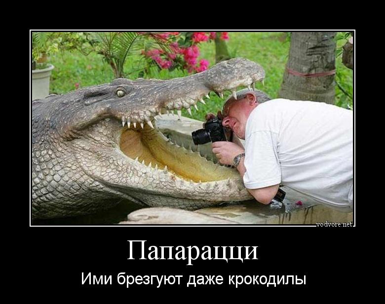Демотиватор: Папарацци Ими брезгуют даже крокодилы