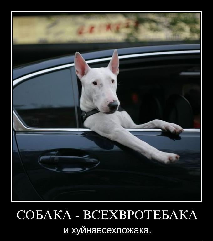 Демотиватор: Собака на машинеездака