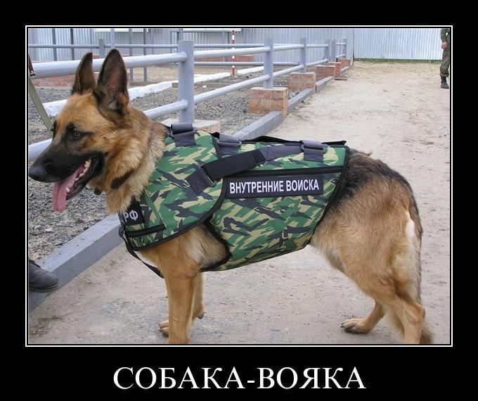Демотиватор: Собака-вояка