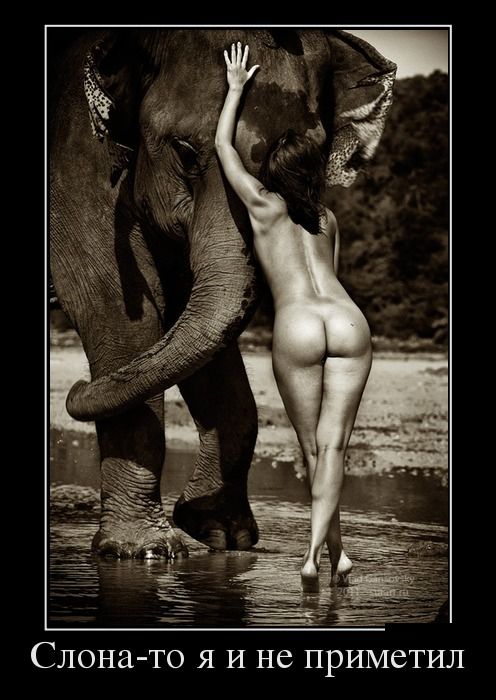 Демотиватор: Слона-то я и не приметил