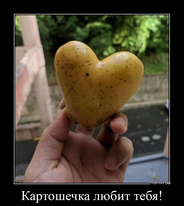 Демотиватор: Картошечка любит тебя! 