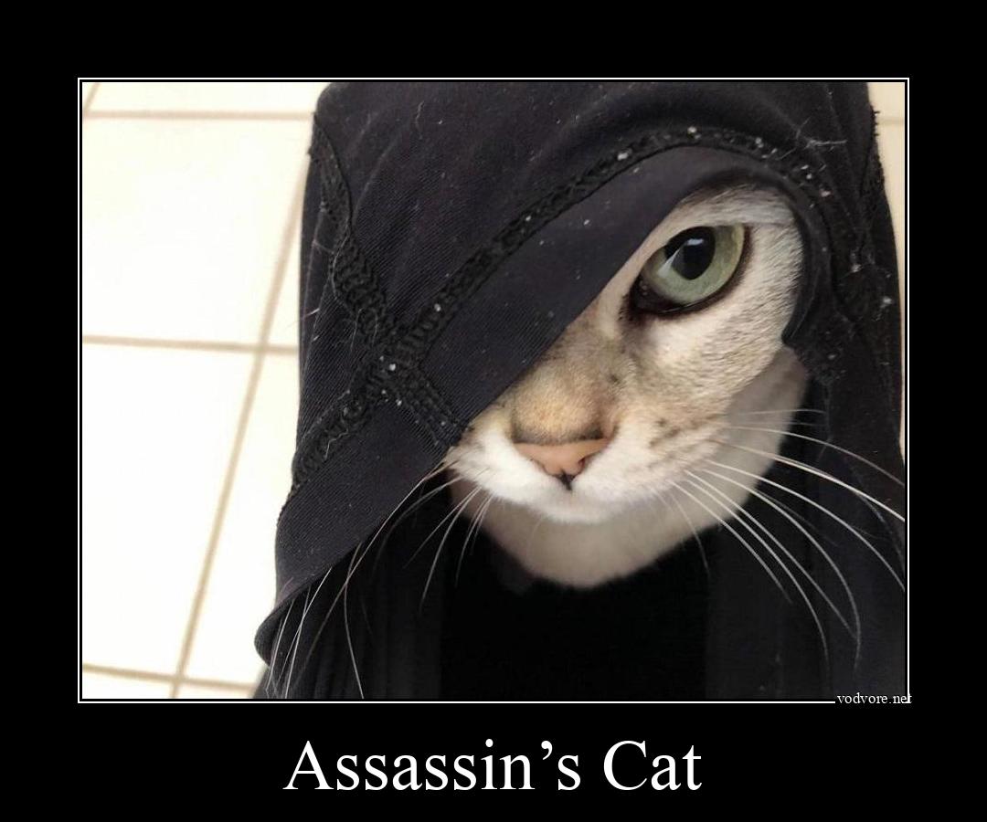 Демотиватор: Assassin’s Cat 
