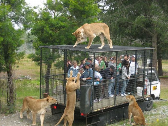 Прикол: Зоопарк на колесах