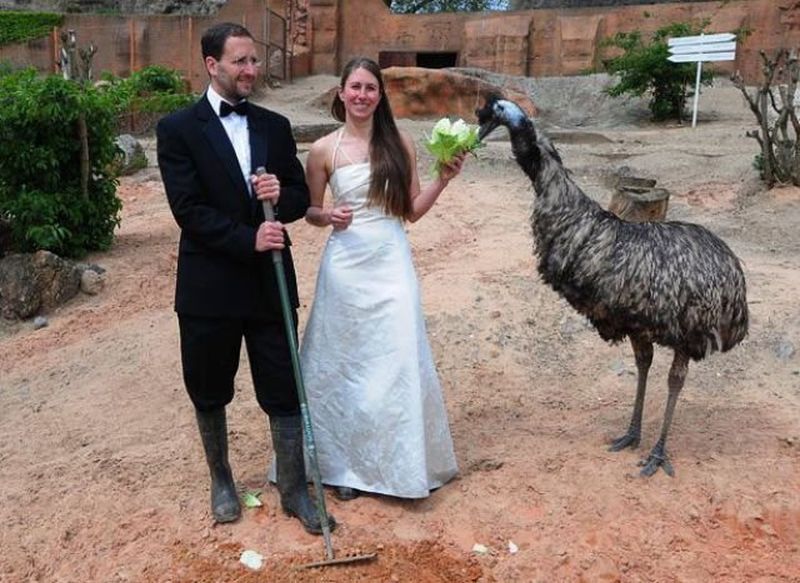 Прикол: Свадьба в зоопарке