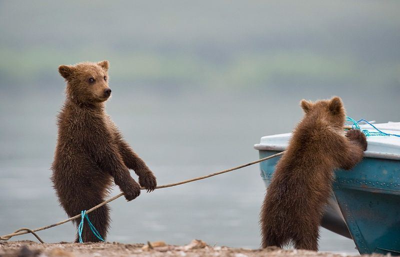 Прикол: Медвежата на рыбалке