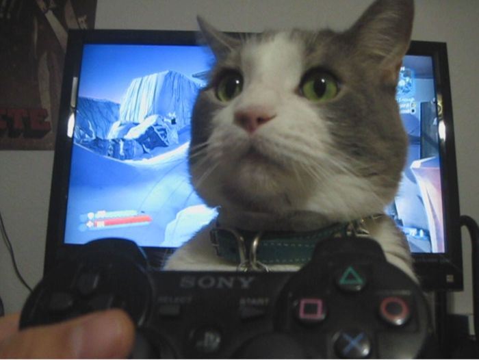 Прикол: Кот геймера
