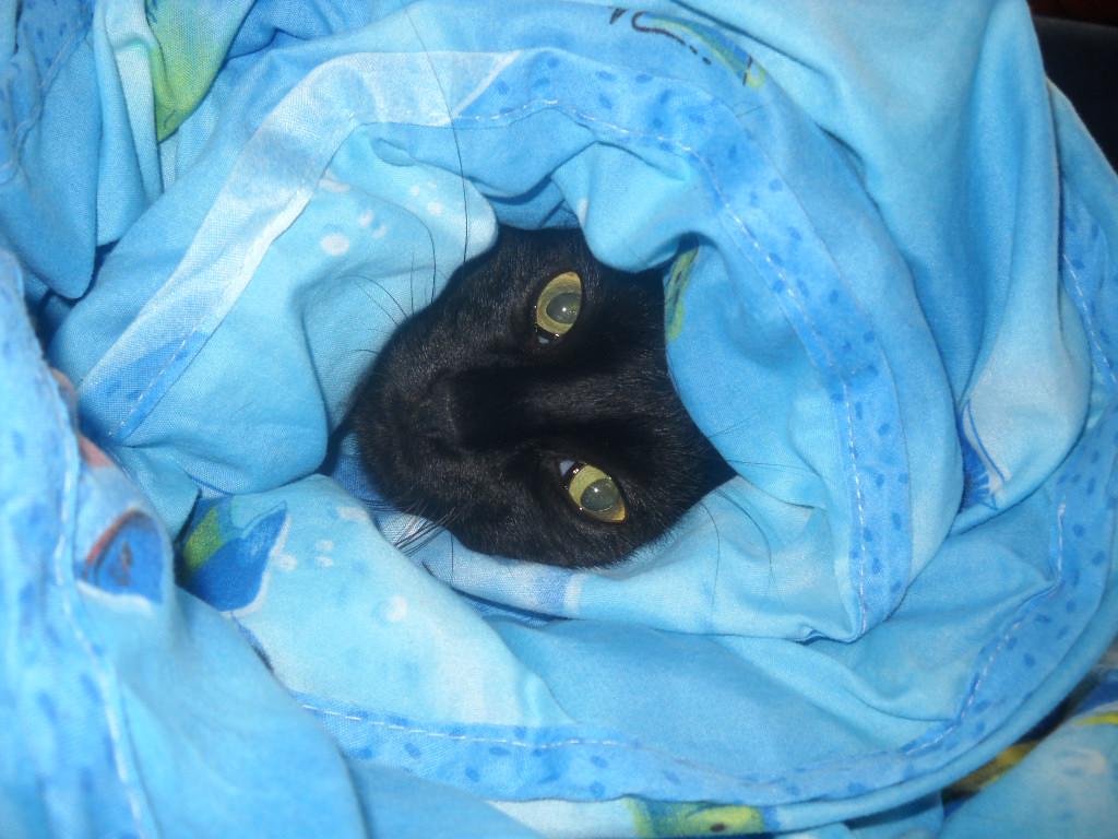 Прикол: Не стирайте кота вместе с одеялом
