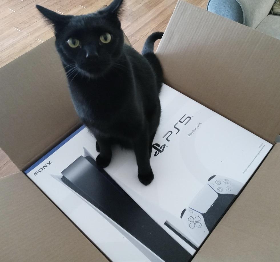 Прикол: Мы с котом хотим одного: побыстрее освободить эту коробку