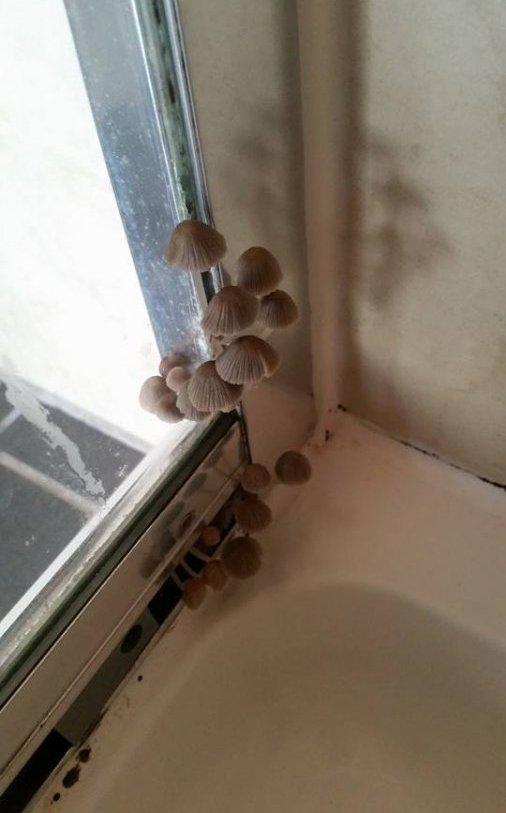 Прикол: Вырастил грибы в душевой кабинке
