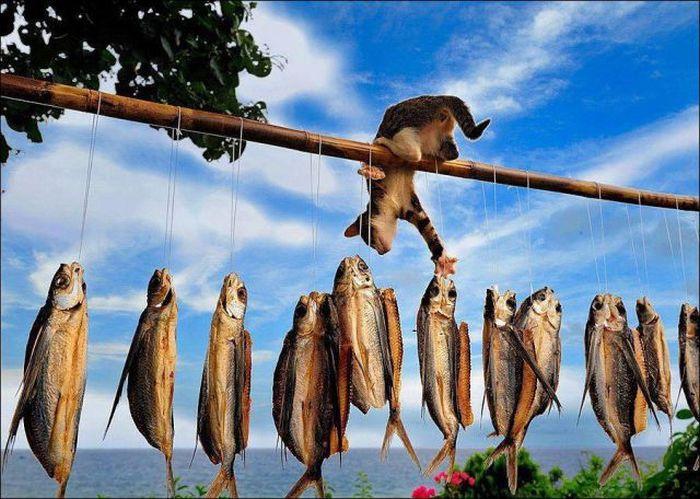 Прикол: Что для одних воровство, то для других рыбная ловля