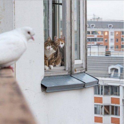 Прикол: Коты психологи, отговаривают голубя от суицида.