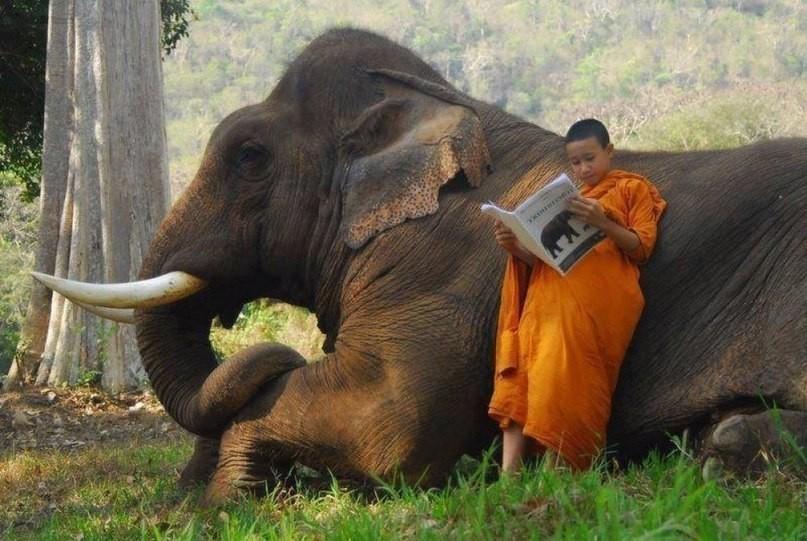 Прикол: Когда купил слона и читаешь инструкцию