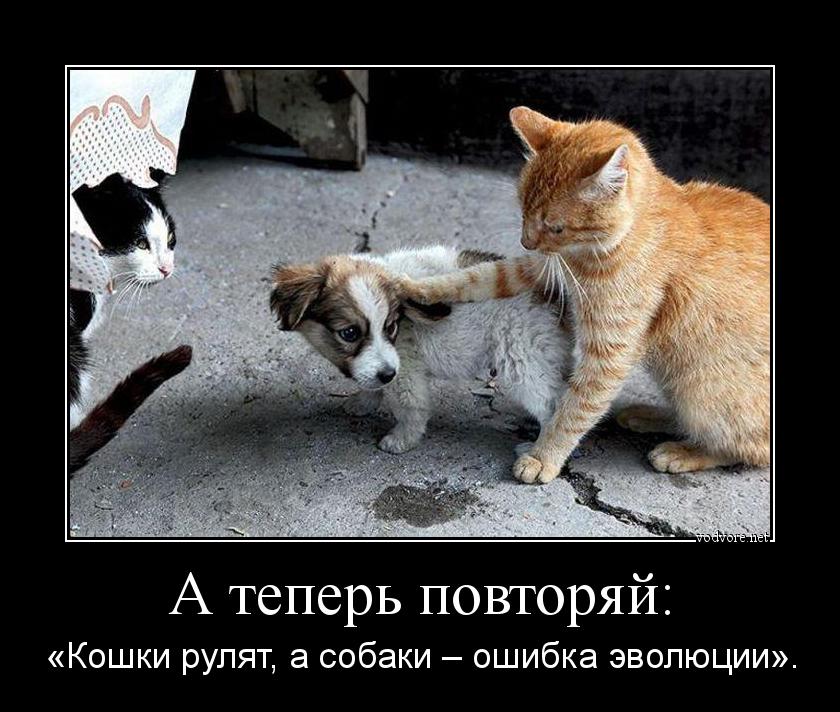 Демотиватор: А теперь повторяй: «Кошки рулят, а собаки – ошибка эволюции».