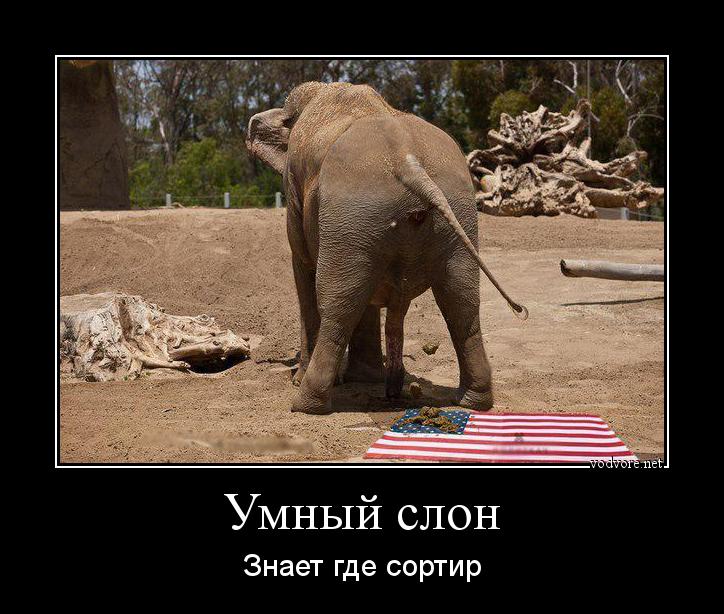 Демотиватор: Умный слон Знает где сортир