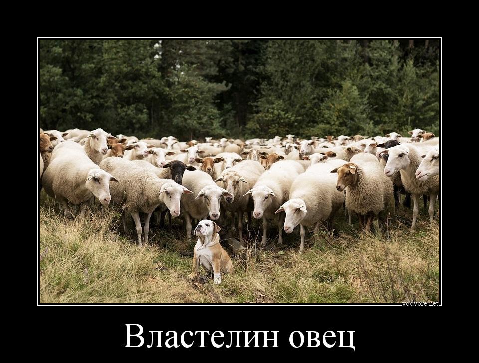 Демотиватор: Властелин овец 