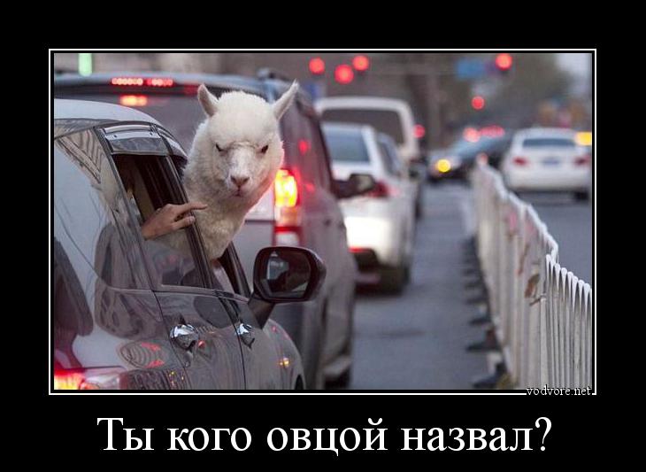Демотиватор: Ты кого овцой назвал? 