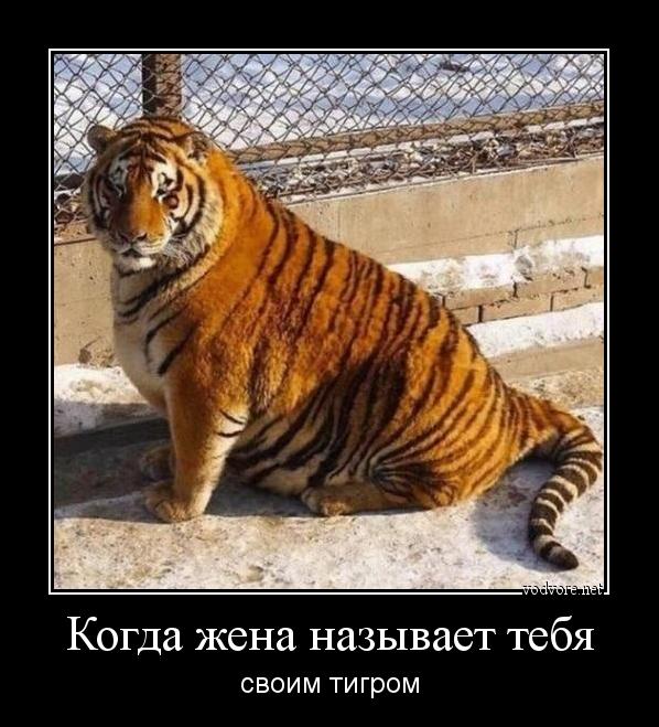 Демотиватор: Когда жена называет тебя своим тигром
