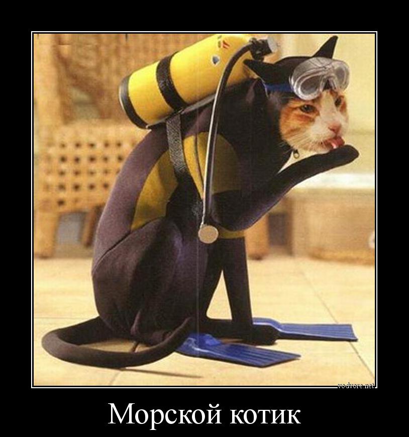 Демотиватор: Морской котик 