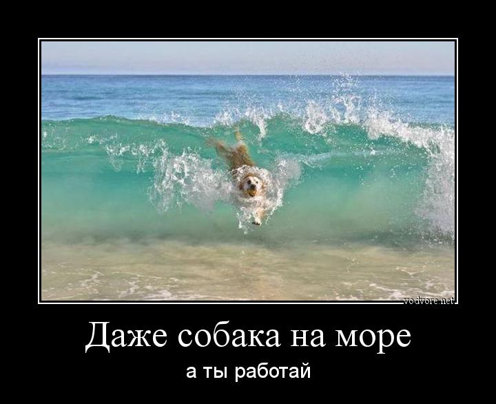 Демотиватор: Даже собака на море а ты работай