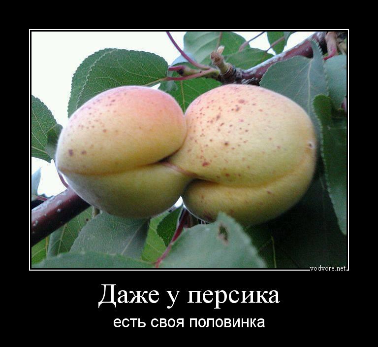 Демотиватор: Даже у персика есть своя половинка