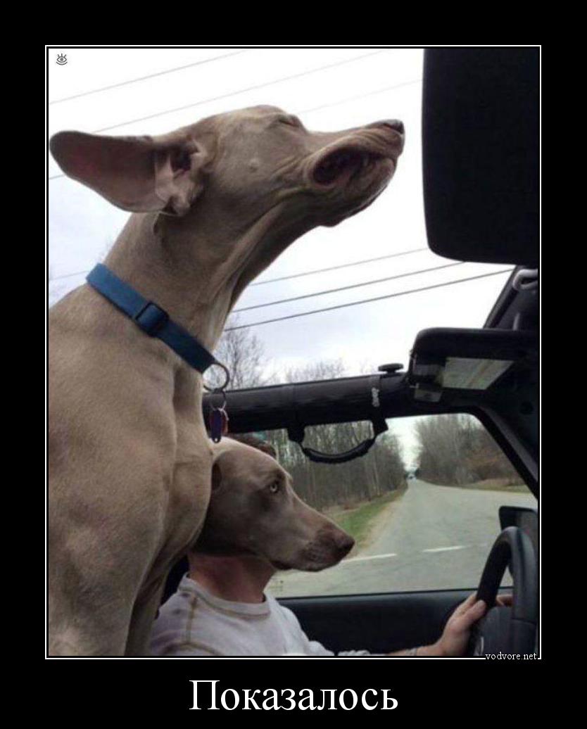 Не знаю просто показалось. Собака за рулем. Показалось. Показалось фото приколы. Фото показалось.