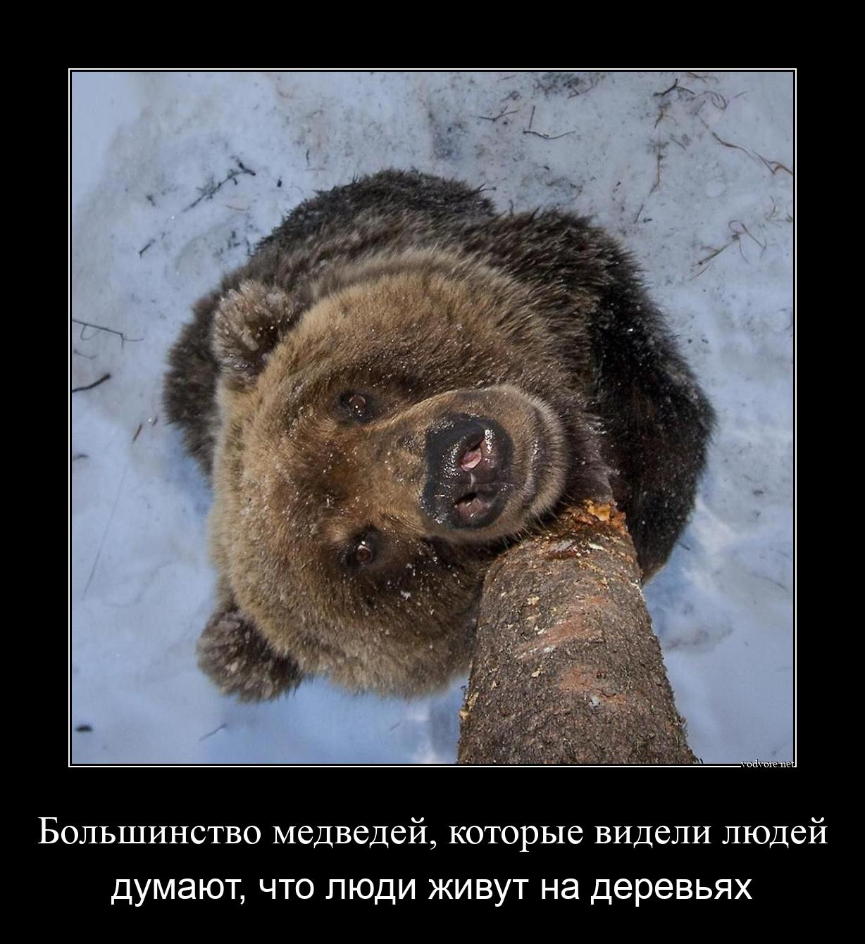 Демотиватор: Большинство медведей, которые видели людей думают, что люди живут на деревьях