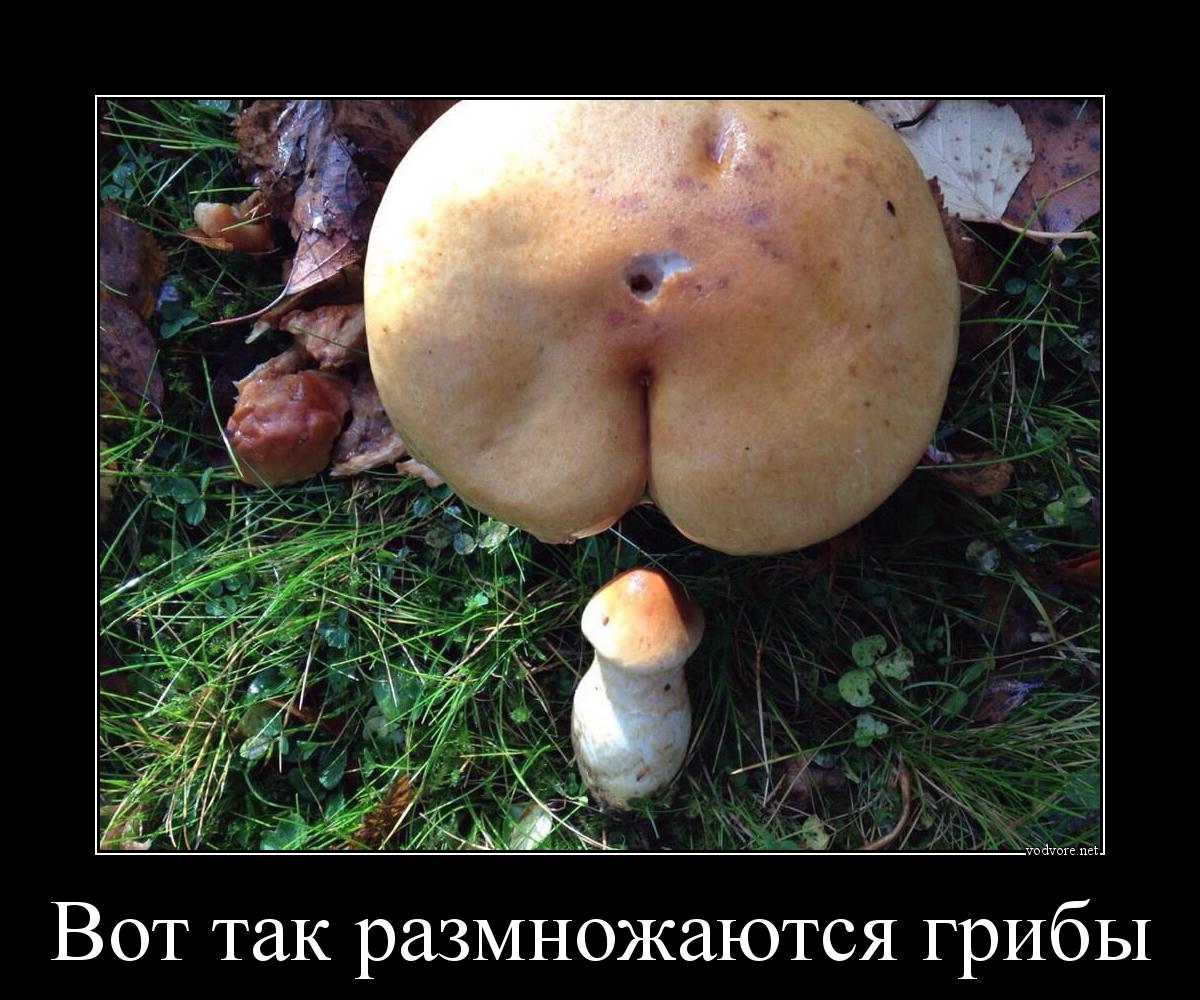 Демотиватор: Вот так размножаются грибы 
