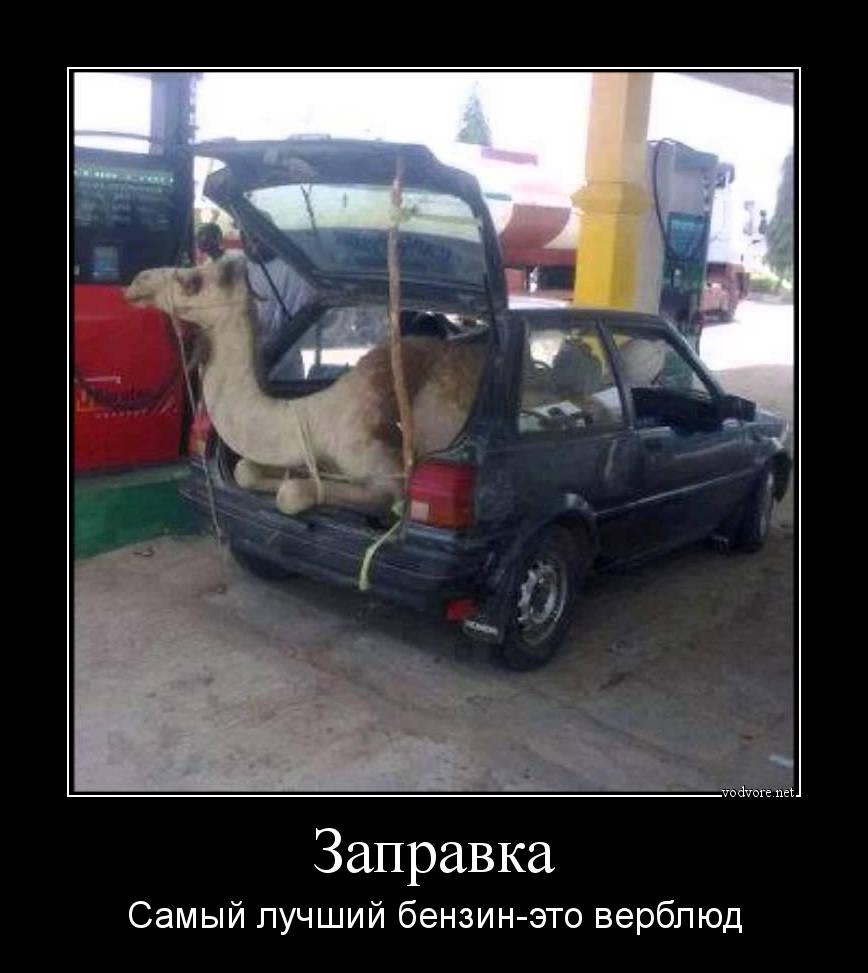 Демотиватор: Заправка Самый лучший бензин-это верблюд
