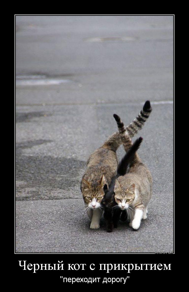 Демотиватор: Черный кот с прикрытием "переходит дорогу"