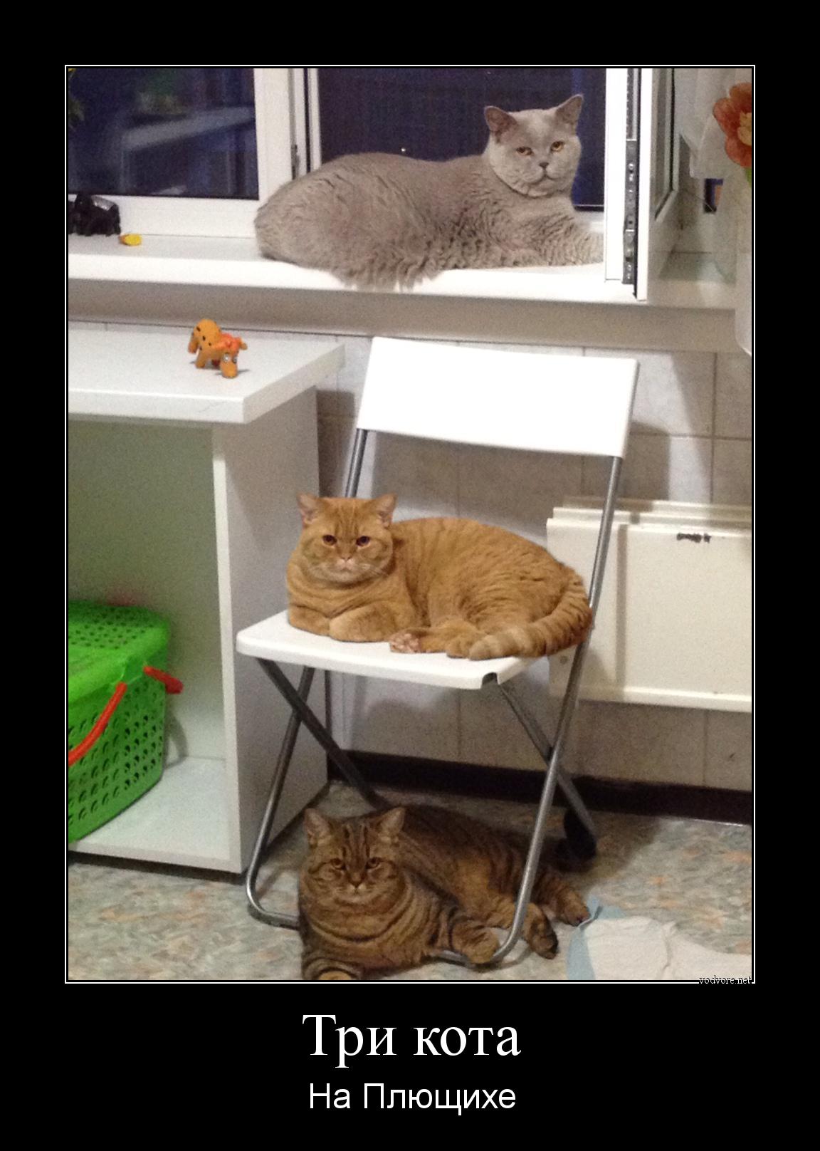 Демотиватор: Три кота На Плющихе
