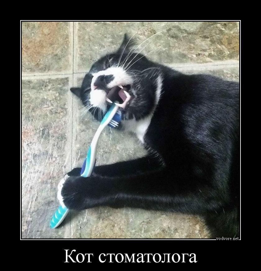 Демотиватор: Кот стоматолога 