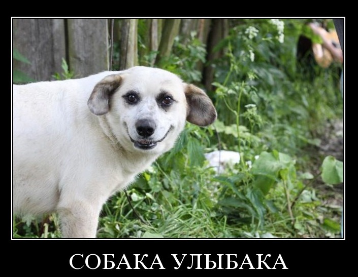 Демотиватор: Собака улыбака