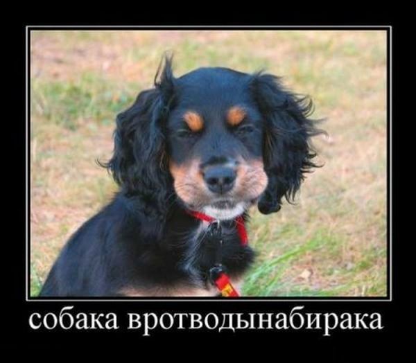 Демотиватор: Собака вротводынабирака