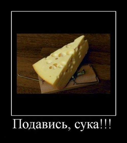 Демотиватор: Бесплатный сыр