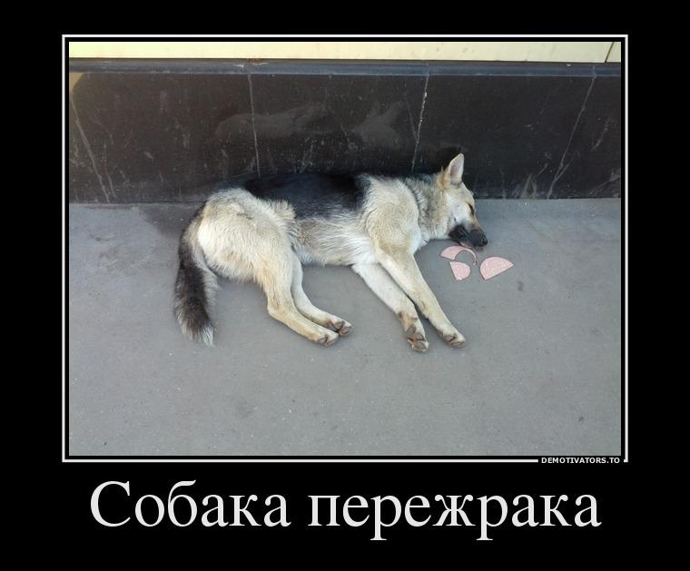 Демотиватор: Собака пережрака