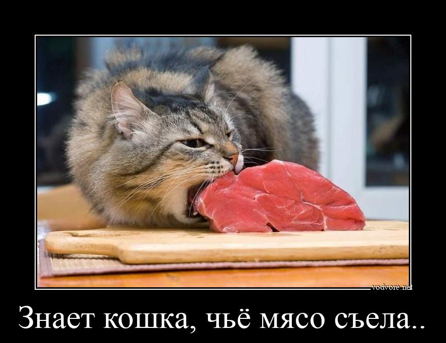 Демотиватор: Знает кошка, чьё мясо съела.. 