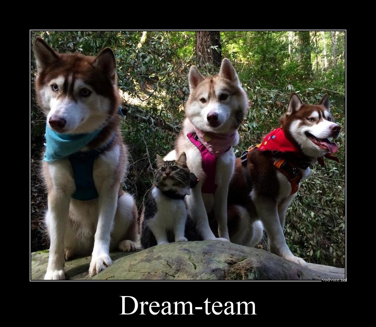 Демотиватор: Dream-team 
