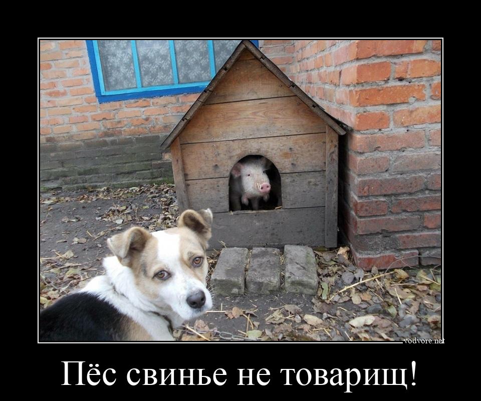 Демотиватор: Пёс свинье не товарищ! 