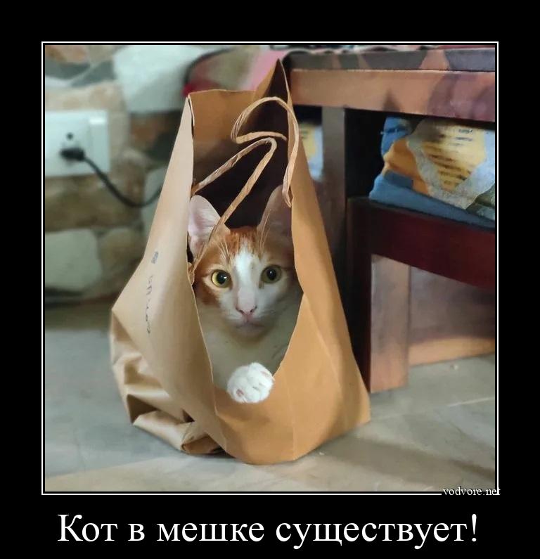 Демотиватор: Кот в мешке существует! 