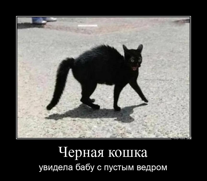 Демотиватор: Черная кошка увидела бабу с пустым ведром