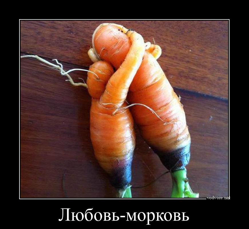 Демотиватор: Любовь-морковь 