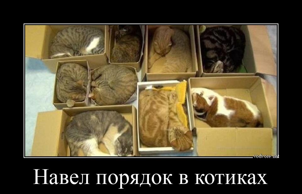 Демотиватор: Навел порядок в котиках 