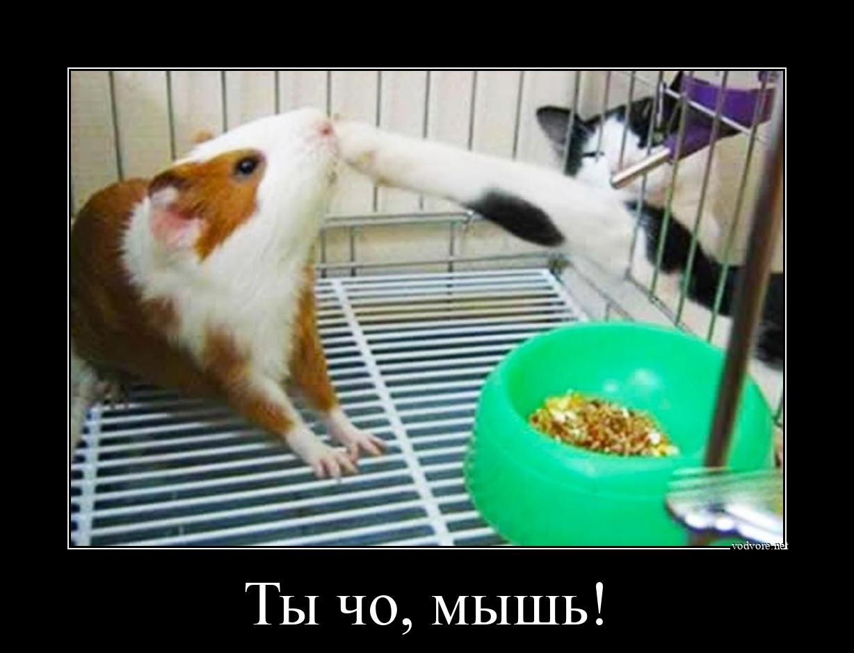 Демотиватор: Ты чо, мышь! 