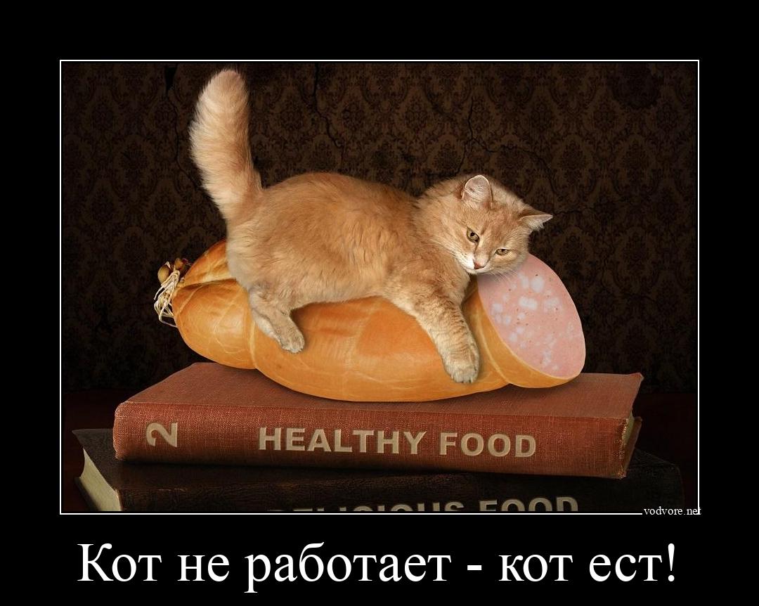Демотиватор: Кот не работает - кот ест! 
