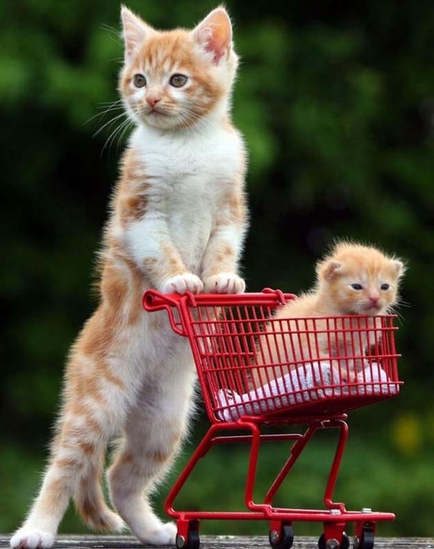 Прикол: Котики в супермаркете